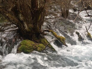 溪边老树 流水潺潺