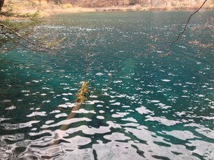清澈蓝湖中的水中植物