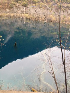 静谧湖水与岸边枯木
