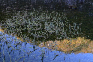 冬日水边枯草景观