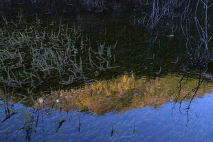 湖畔草木倒影 静谧风光