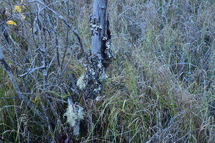 林间枯树与繁茂植被