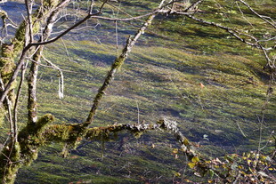 山间景致 树影与草地交织