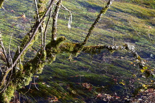 山间枯树枝上的翠绿苔藓