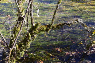 青苔覆盖的湿润地面