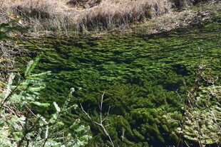 清澈绿水下的繁茂水草