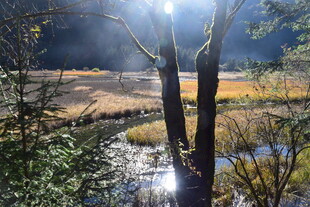 林间溪流映阳光美景