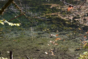 森林中的清澈水域景观