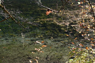 秋日林间斑驳光影景象