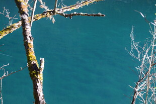 湖畔枯树枝与幽蓝湖水