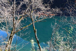 透过树枝看碧绿湖水