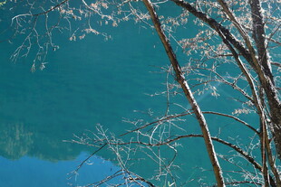 冬日湖畔覆霜树枝景象