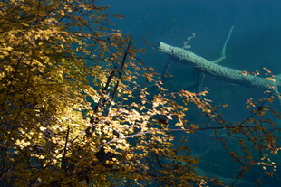 水下沉船与岸边黄叶景观