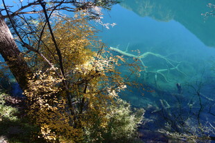 清澈湖景与岸边斑斓树木