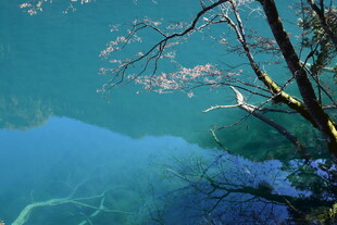 清澈湖水与繁盛花枝