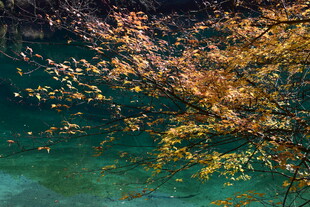 秋日溪边斑斓枝叶美景