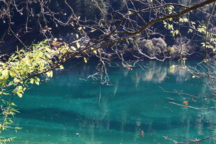 梦幻蓝湖旁的翠绿枝叶