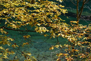 秋日枝头黄叶美景