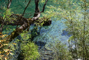 山林间的清澈溪流美景