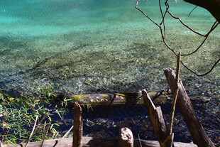 清澈水域中的枯木景象