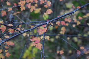 秋日枝头斑斓树叶