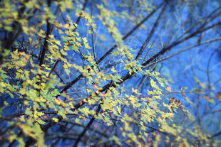 枝头嫩叶映蓝天