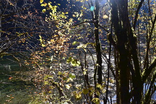 秋日林间光影斑驳景象