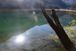 静谧湖景中的枯木倒影