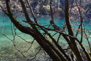 九寨沟绝美清澈湖水景观