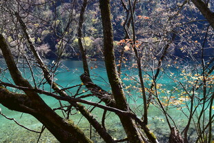透过树枝看澄澈蓝绿湖水