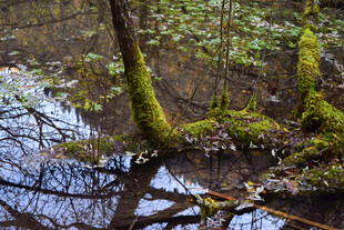 森林湿地中的苔藓覆盖树木