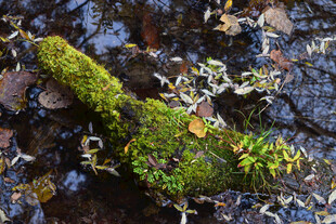 青苔覆盖的溪边枯木