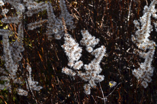 树枝上的精致霜花