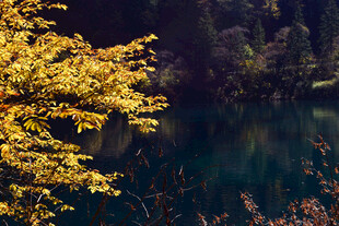 秋日湖畔金黄树叶美景