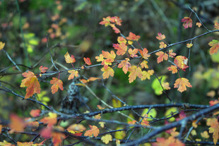 秋日枝头斑斓树叶