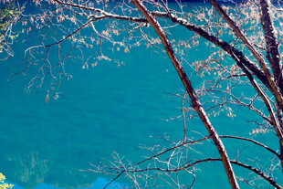 蓝水旁的枯枝景象