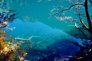 清澈湖底的水下奇妙景象