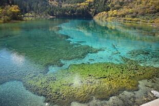 梦幻清澈的湖底水草景观