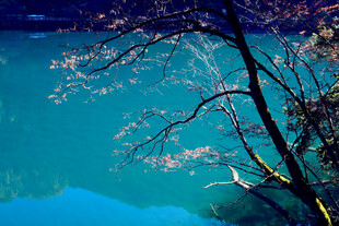 湖畔树枝与幽蓝湖水