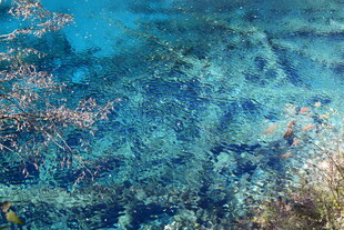 清澈海底的斑斓景致