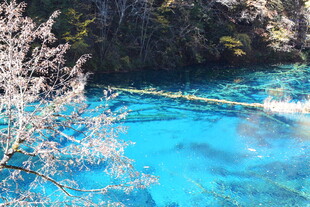 蓝湖春色 樱花相伴