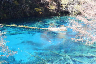 清澈蓝湖与岸边繁花美景