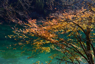 秋日湖畔彩叶树美景