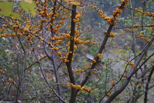枝头橙黄果实点缀林间