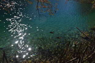 清澈湖底的光影与游鱼