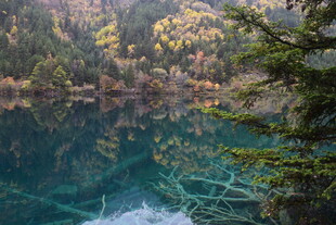 清澈湖景与岸边多彩树木