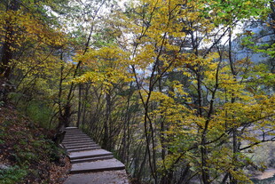 秋日山林中的木质步道