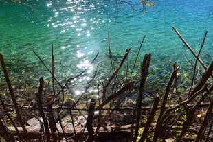 清澈湖水边的枯木景观