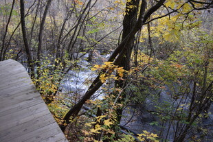 秋日溪边步道的斑斓景致