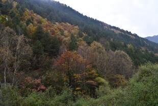 秋日山林斑斓景致